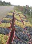 Vand Struguri de Vin