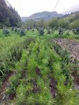 Puieti pin negru- Pinus Nigra austriaca- calitate Premium