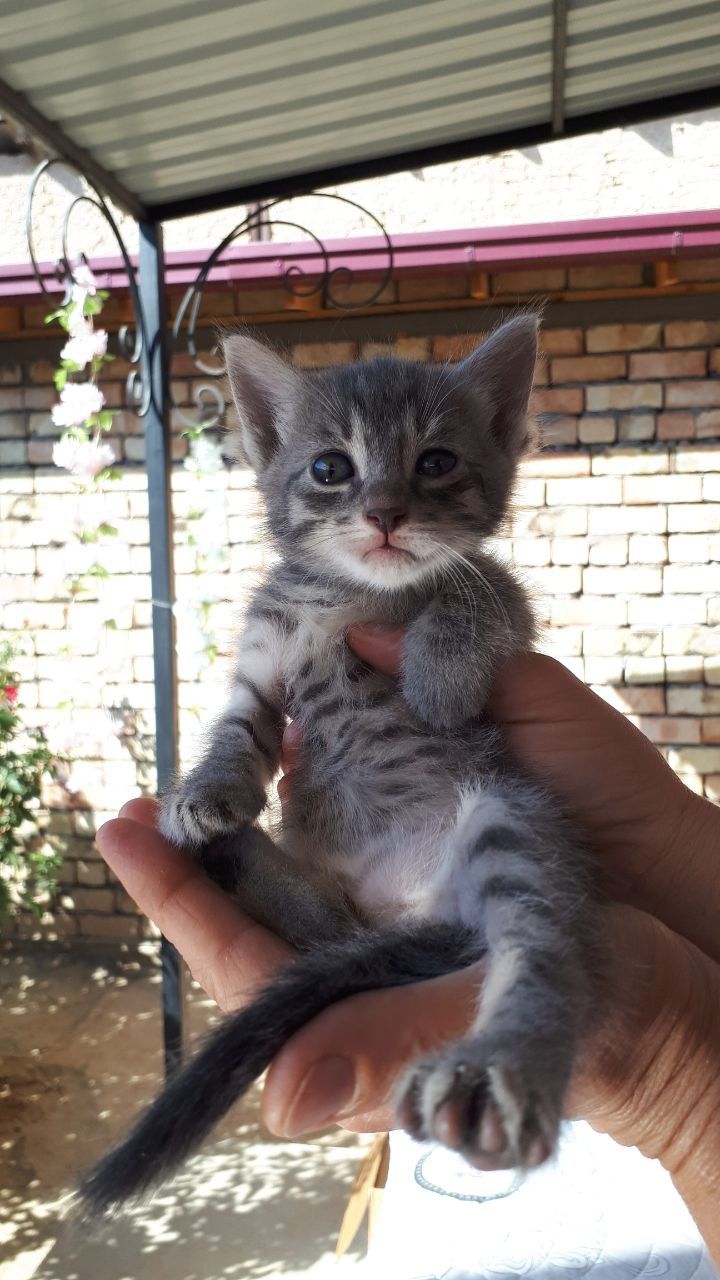 Пристраиваются котята