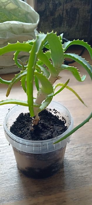 Продам за символическую стоимость алоэ