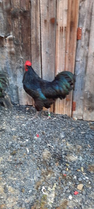 Vand cocosi Australorp