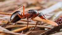 Formica rufa муравьи