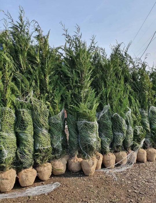 Tuia leylandii Tuia smarald