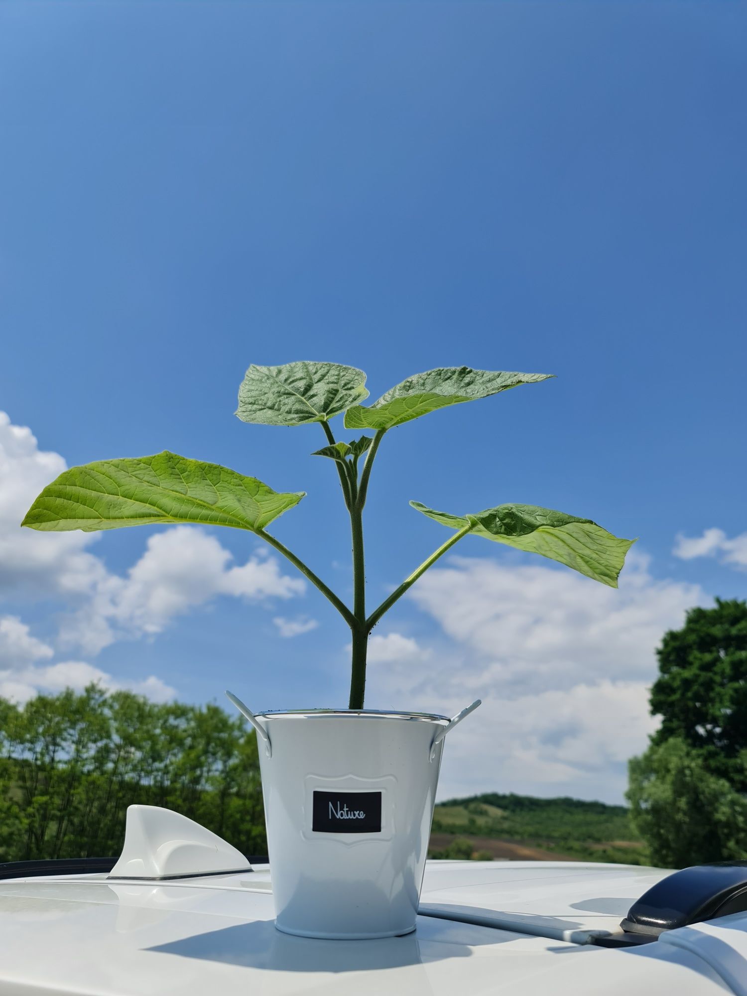 Paulownia imperial cu floare mov