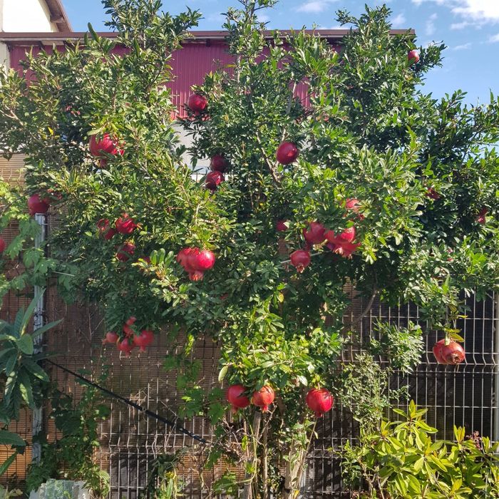 Rodie Acco anul 3 si 4 la ghiveci