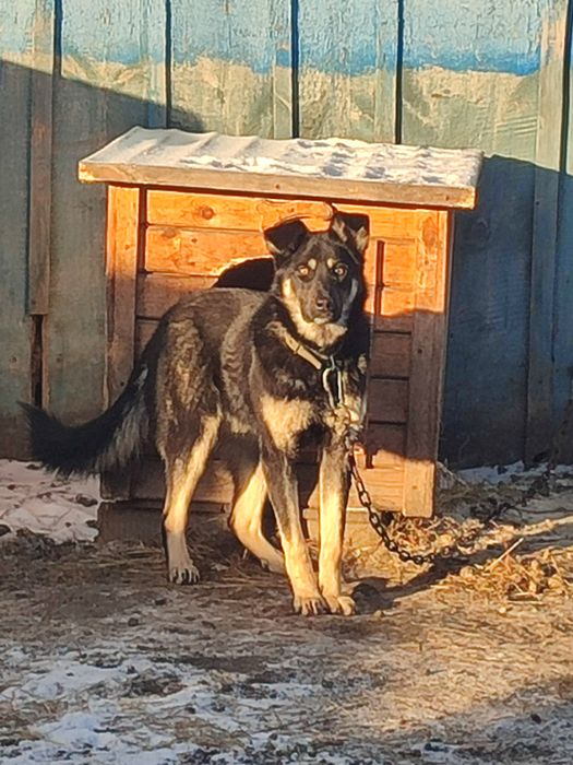 Отдам собаку овчарка