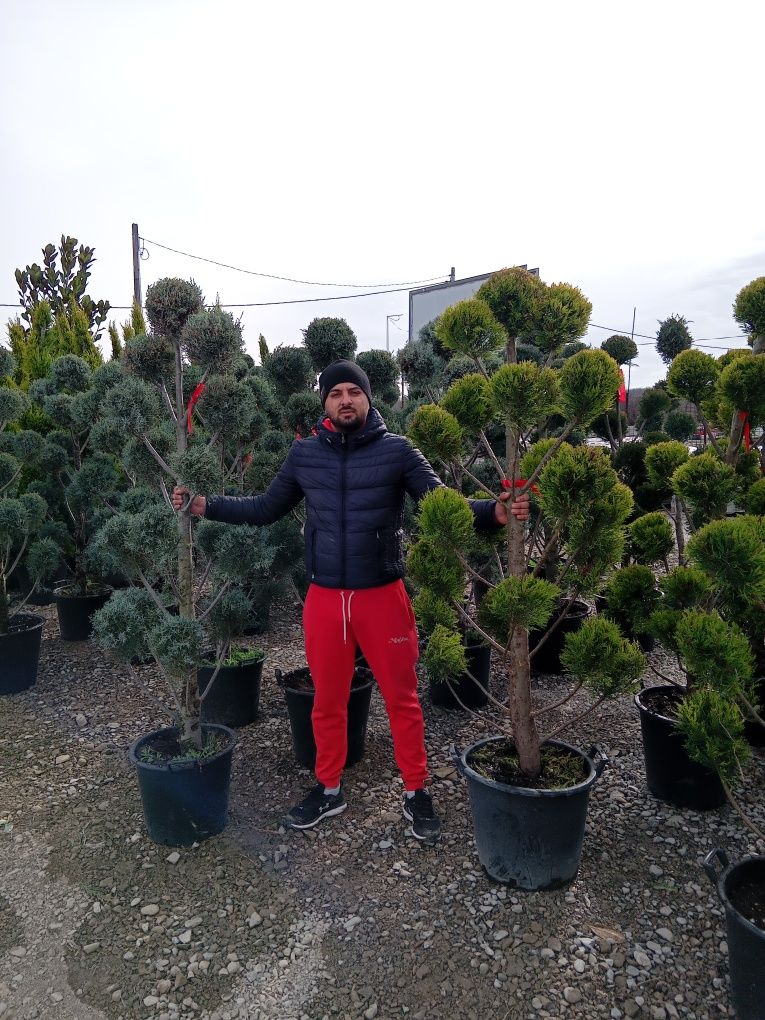 Plante de gradina