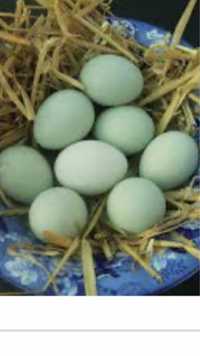 Oua de găina verzi de  Araucana