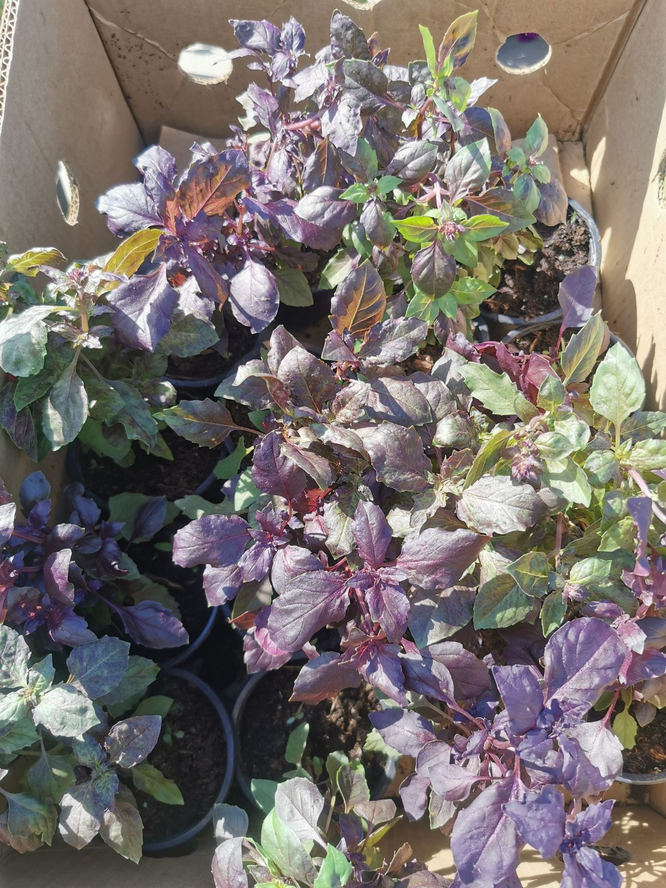 Busuioc, menta Cimbru la ghiveci