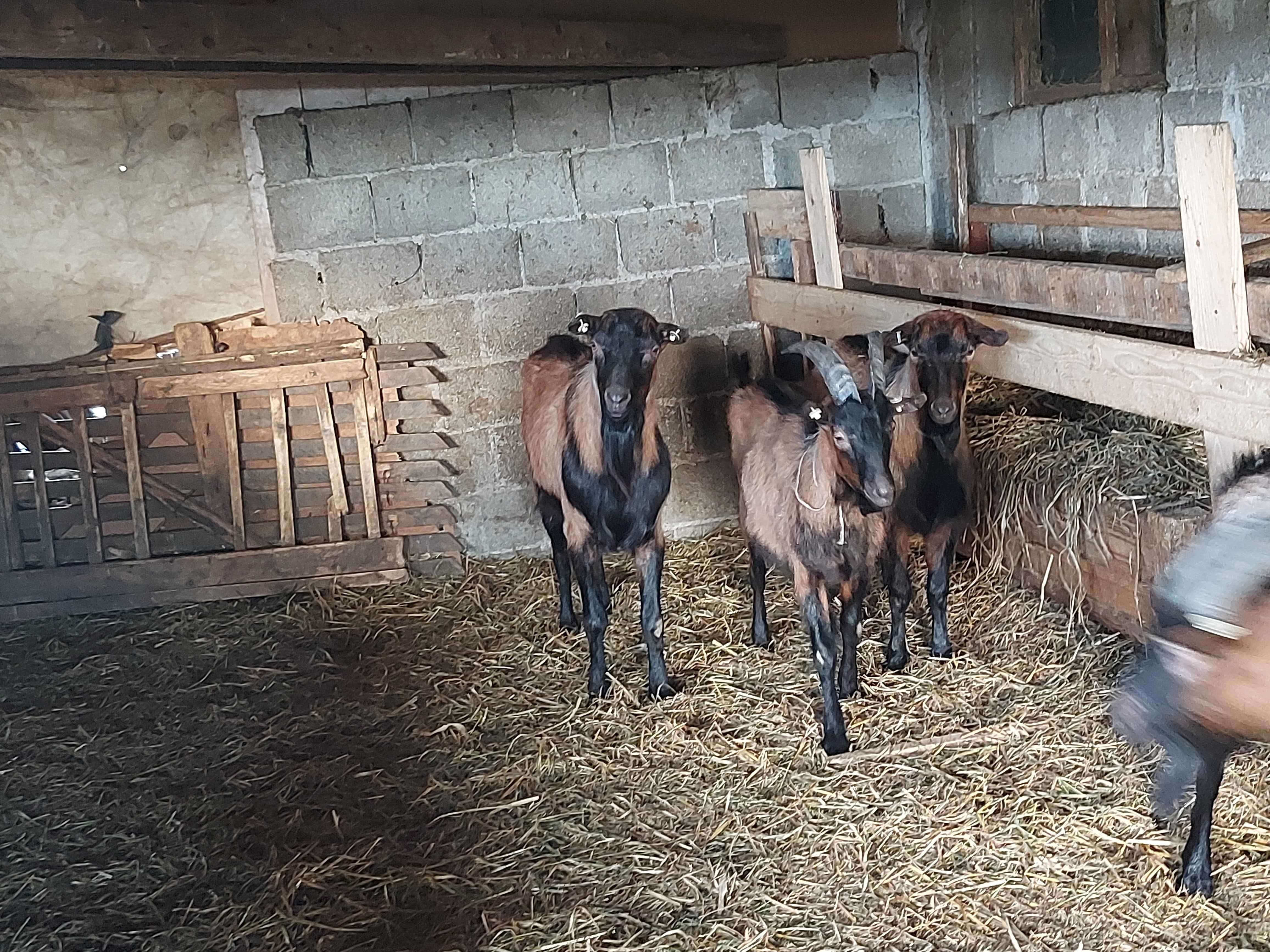 Vând țapi alpin (cu pedigree) și alte animale.
