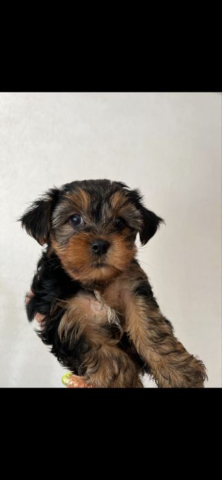 Йоркширски териери