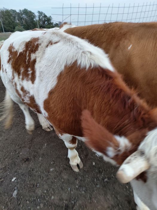 Juninci baltata romaneasca gestante vaci baltata romaneasca gestante