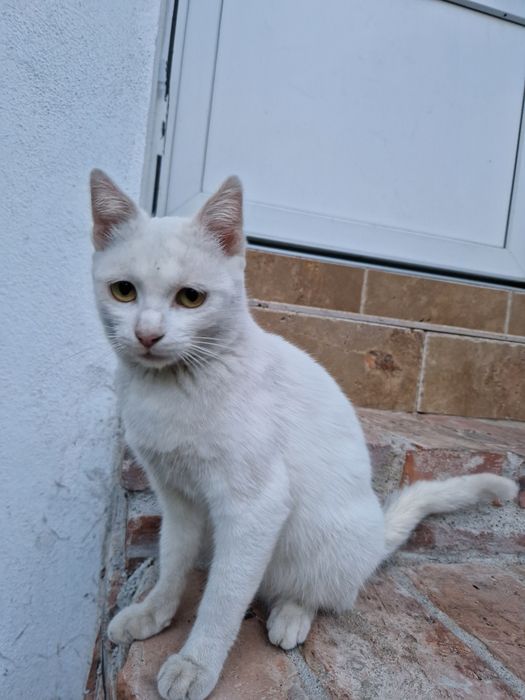 Pisica de adoptat