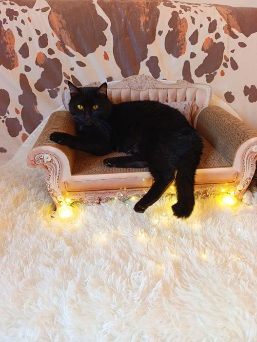 Кошечка кошка в добрые руки