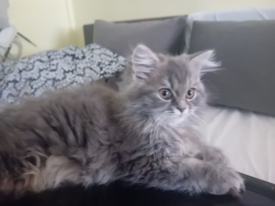 Женски персийски котета