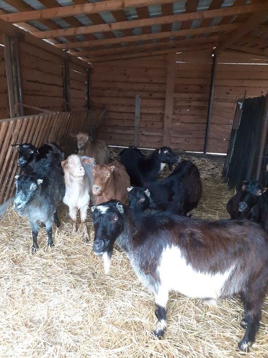 Vând capre gestante an 2 luni