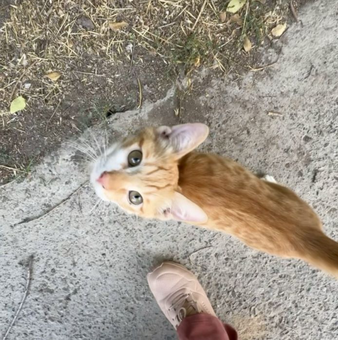 Котики в добрые руки