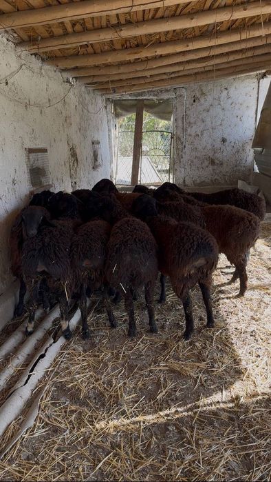 Qo’chqorlar Sotiladi