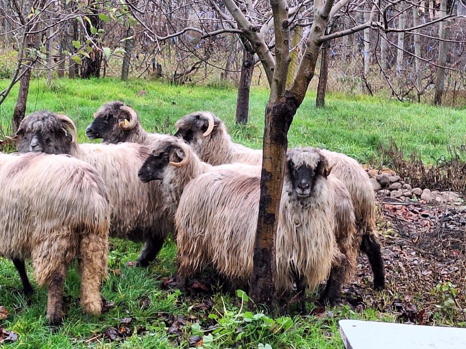 De vanzare oi reforme