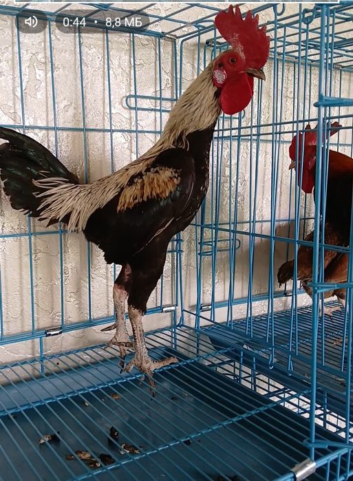 Продам Карликовых бойцовые Модерн