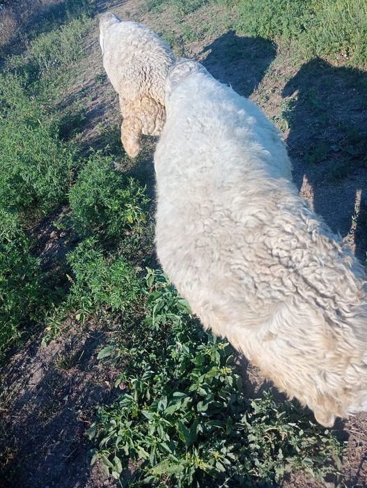 Vând berbecuti Karakul