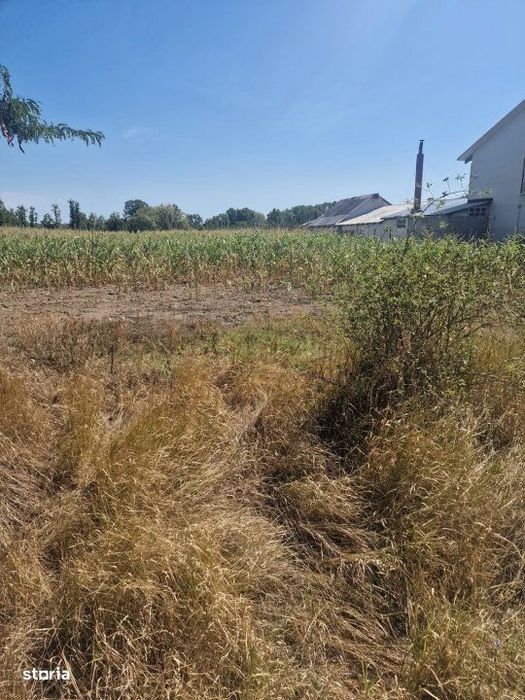 Teren Mosoaia, Lazaresti!