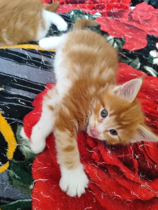 Котята Мейн кун продаются
