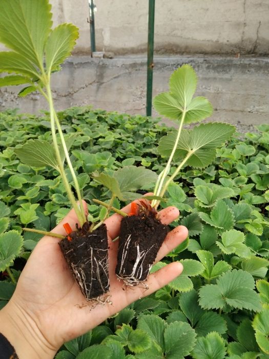 Qulupnay koʻchatlari bor
Ko‘c