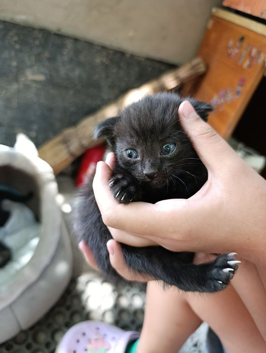 Вислоухий котёнок