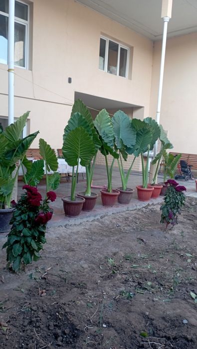 Цветы Арма для огорода и для горшока.