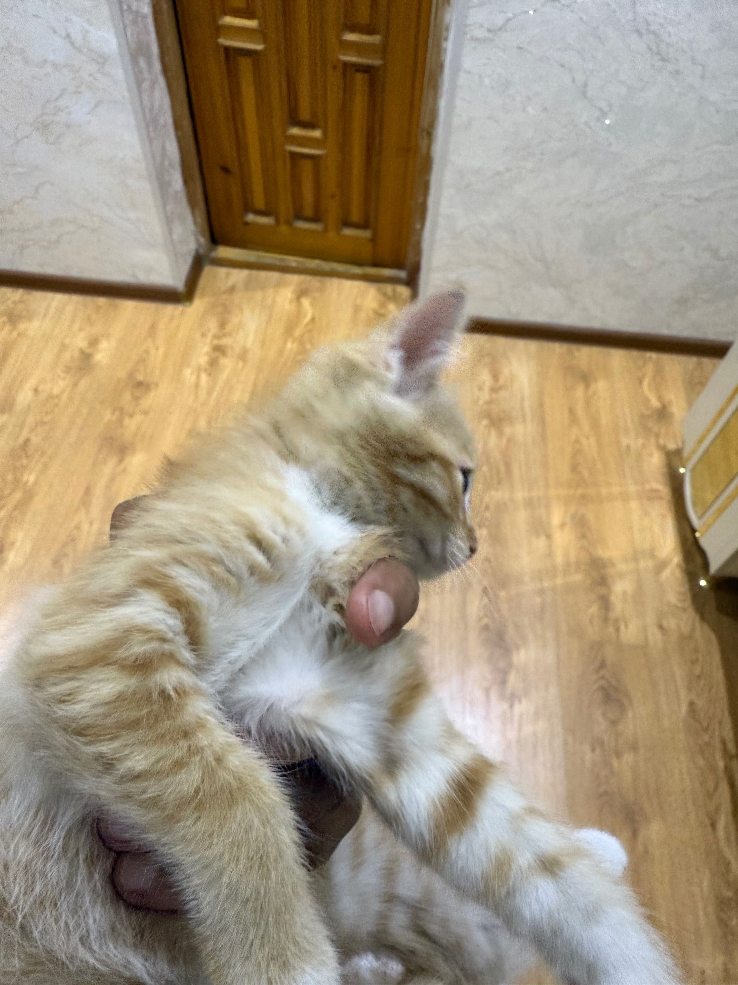 Котенок продается