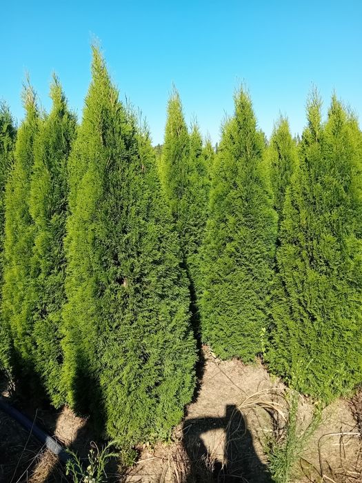 Vând tuia thuja smaragd diferite dimensiuni direct producător
