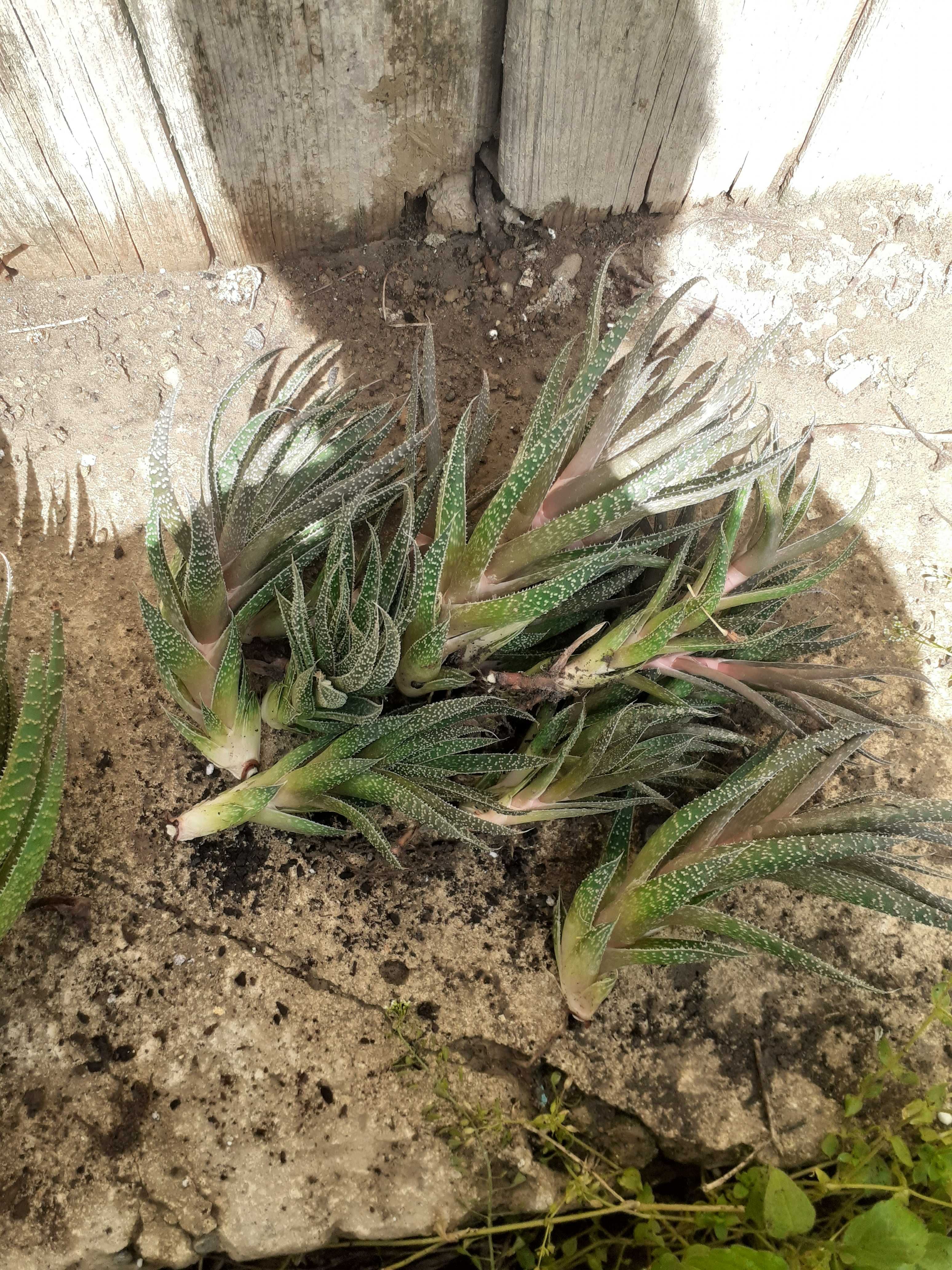 Butasi Aloe Aristata
