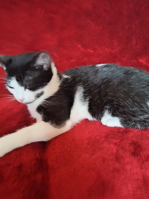 Donez o pisicuțe de 3 luni