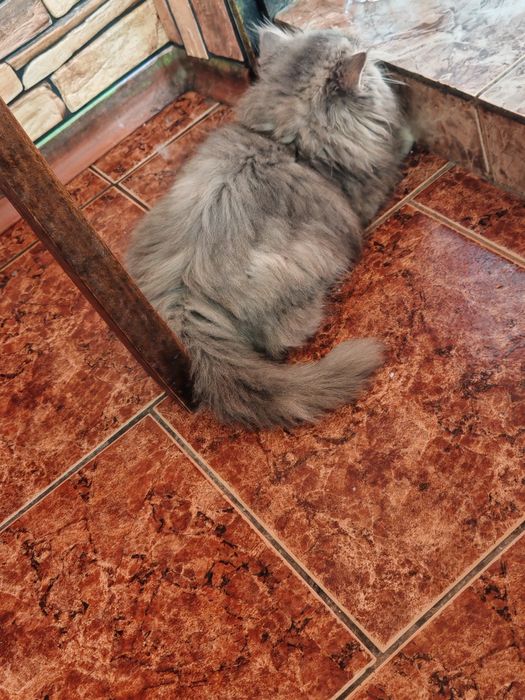 Продавам персийски котета