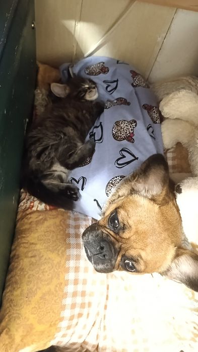 Котята Мейн-кун девочки