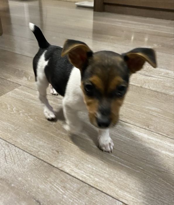 Малък Джак Ръсел териер