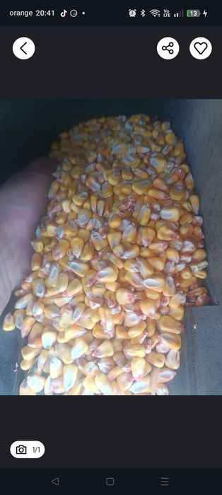 Vând grăunte uscate la uscator