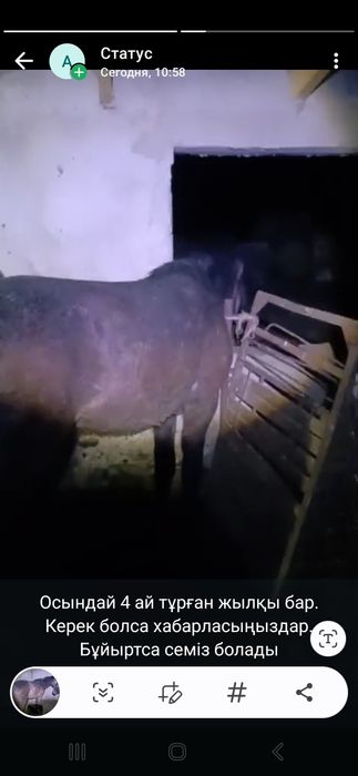 Жылқы соғымға 2 жасар.