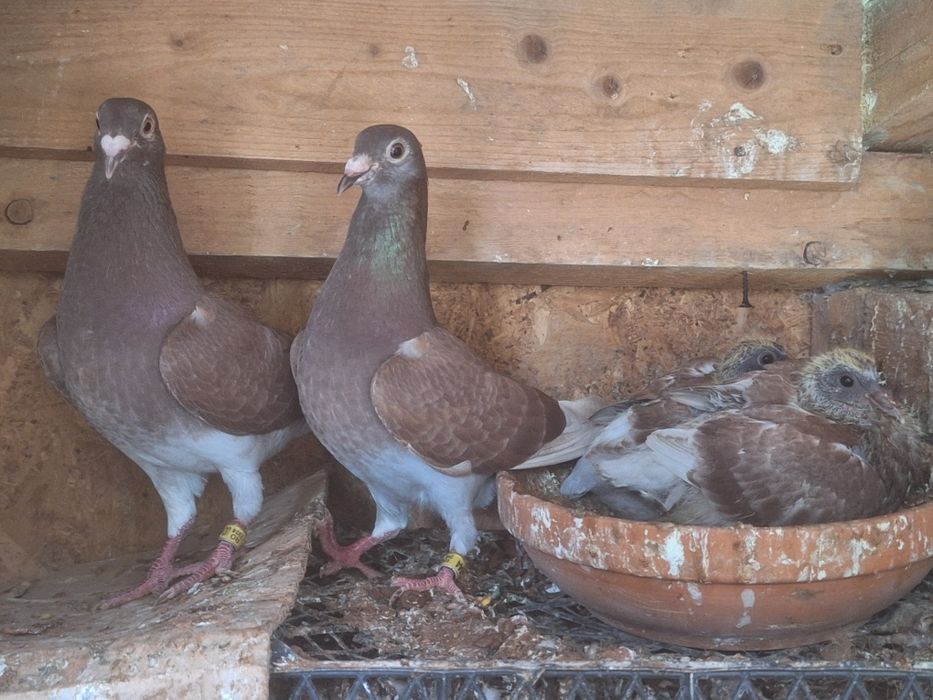 Vand Ceas Benzing G2 complet + zburati si de matca cu pedigree