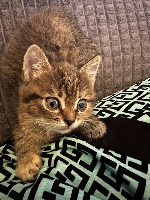 Кошечки девочки в добрые руки