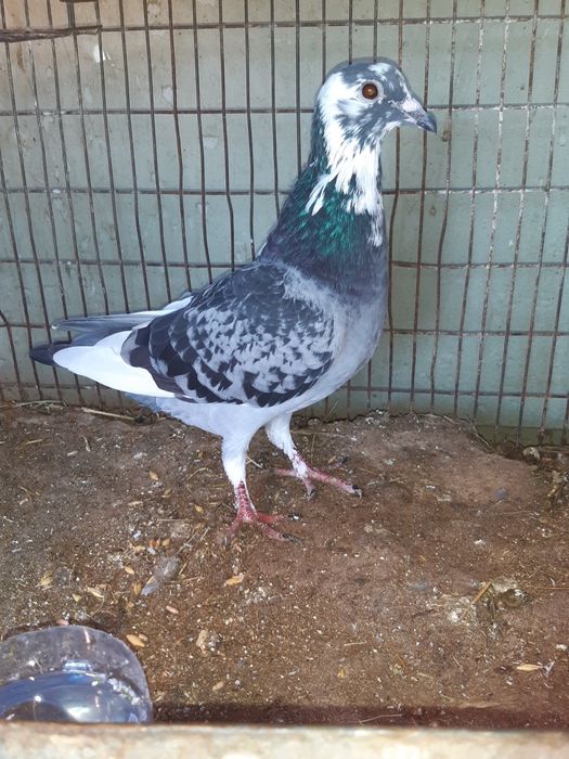 Vand o perechi de satineți  și un mascul de anul asta posta