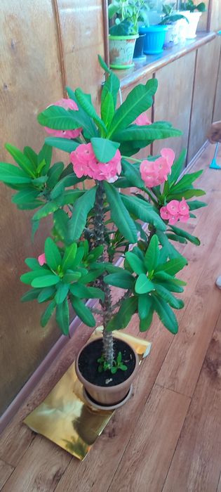 Продадим комнатное растение (молочай)