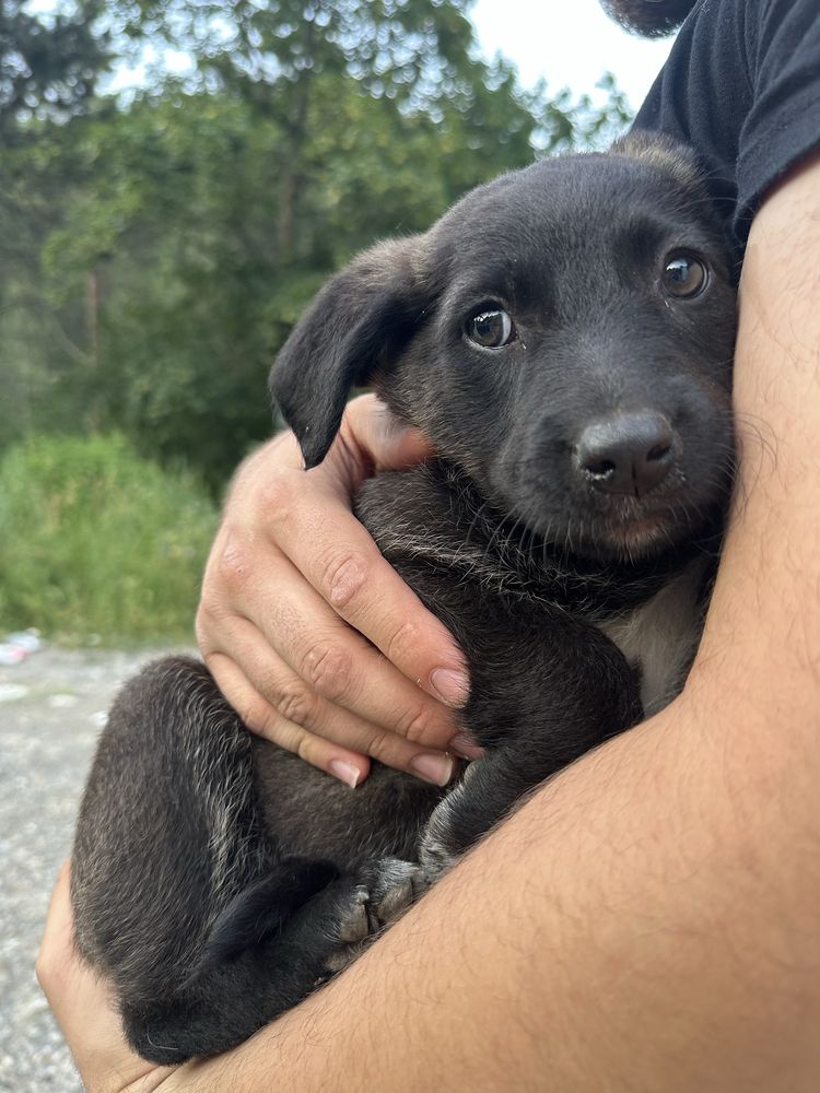 4 căței spre adopție!!