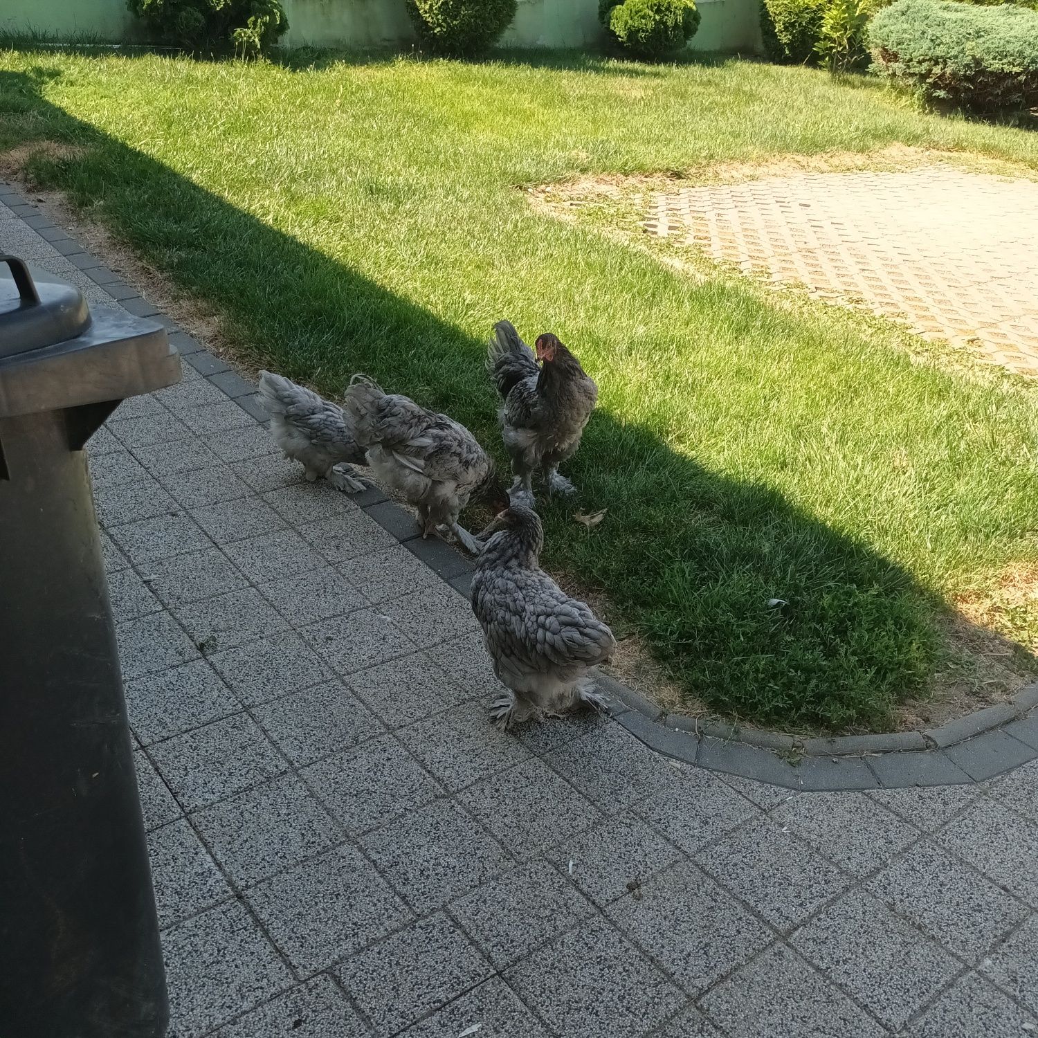 Vand pui Brahma  4 luni fete și băieți