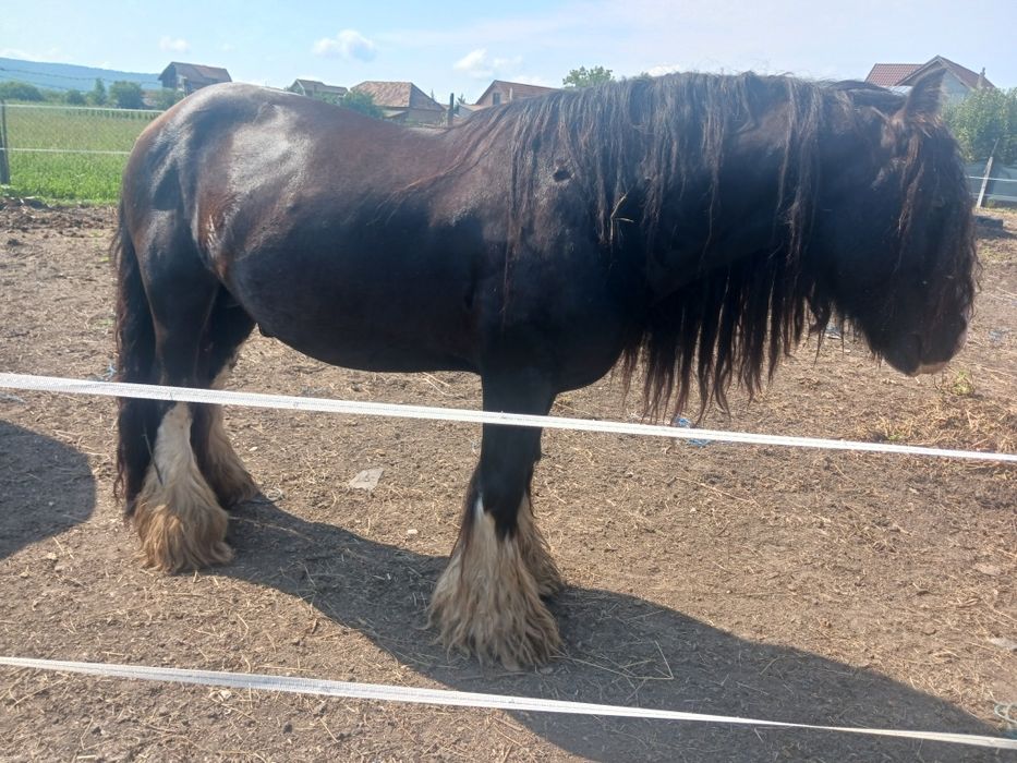 Gipsy vanner armasar