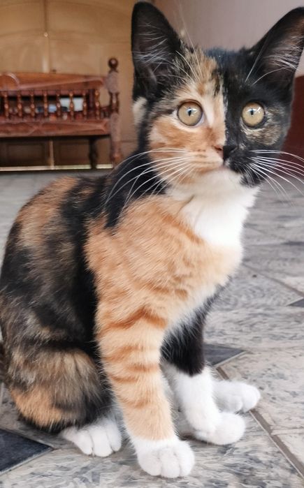 Zoti. Erkak Kaliko