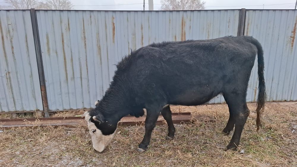 Коровы  молодые.