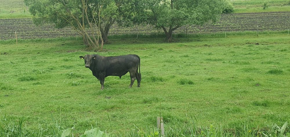 Vand taur Angus negru, 4 ani