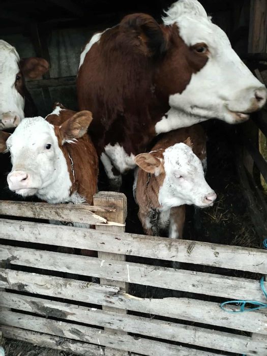 5 juninci gestante de vânzare com Borșa jud Cluj